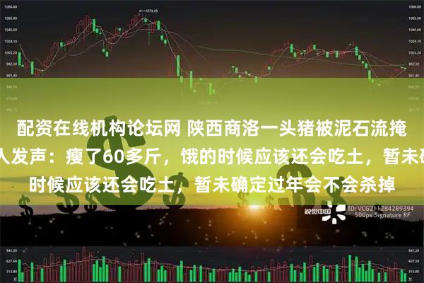配资在线机构论坛网 陕西商洛一头猪被泥石流掩埋36天后获救，主人发声：瘦了60多斤，饿的时候应该还会吃土，暂未确定过年会不会杀掉